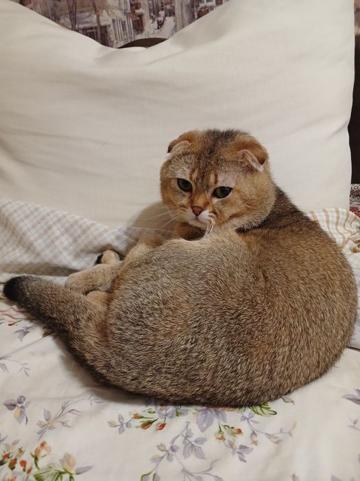 В'язка красеня кота