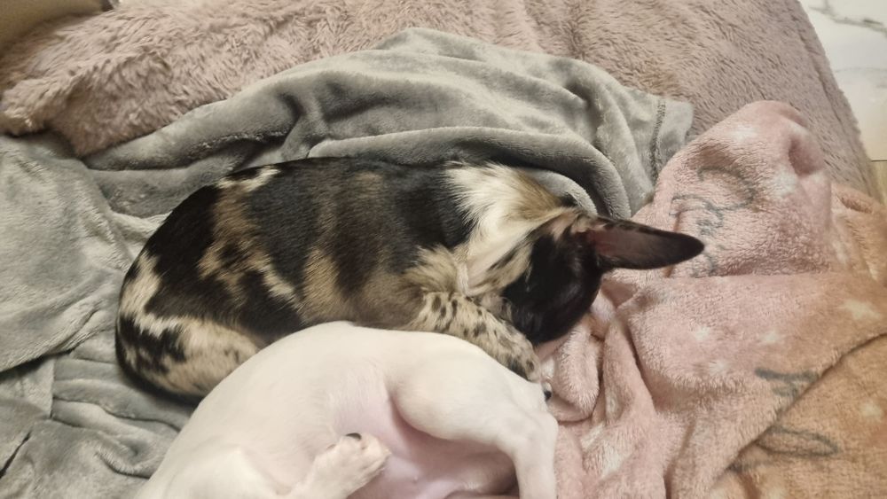 Piesek chichuahua krótkowłosy