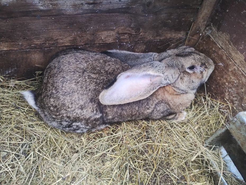 Sprzedam samca belgijskiego