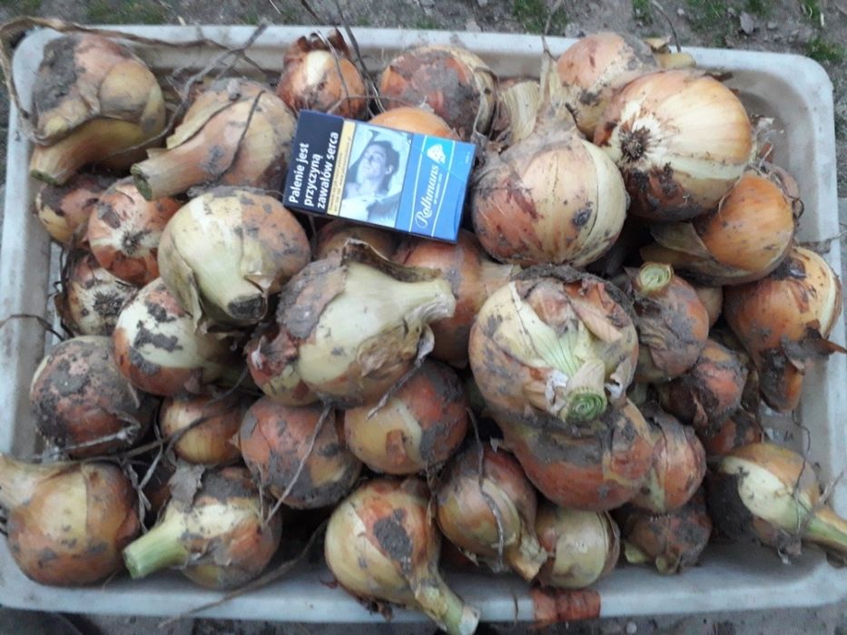 Cebula dymka wiosenna.