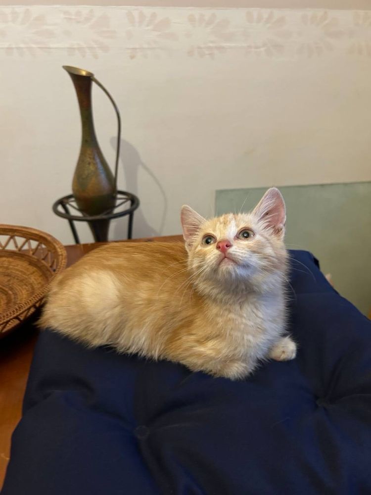 Віддам котика  у добрі руки