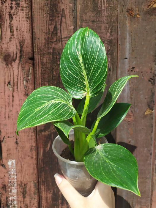 Філодендрон Біркін, ред