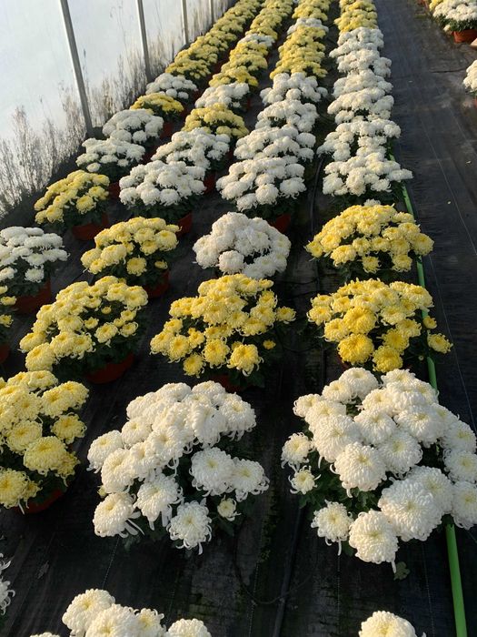 chryzantemy grubokwiatowe