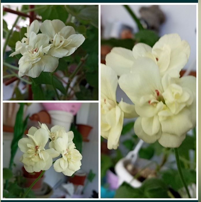 Піларгонія  Ферст Еллоу