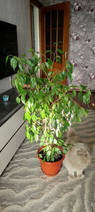 Фікус Бенжаміна 1 м висота