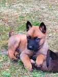 Owczarek Belgijski Malinois Fci
