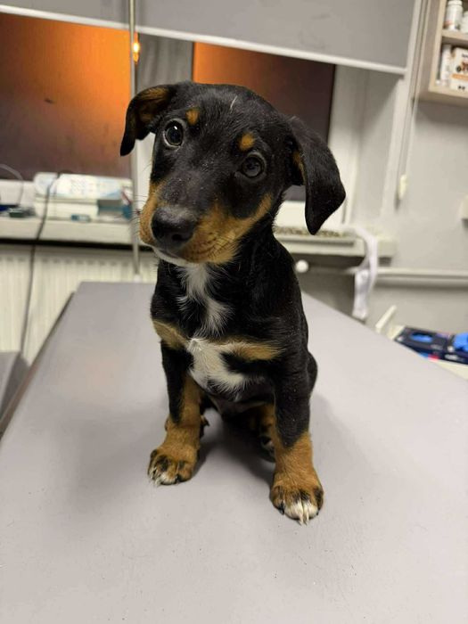 Romek i Atomek - urocze, małe szczeniaki szukają domów!