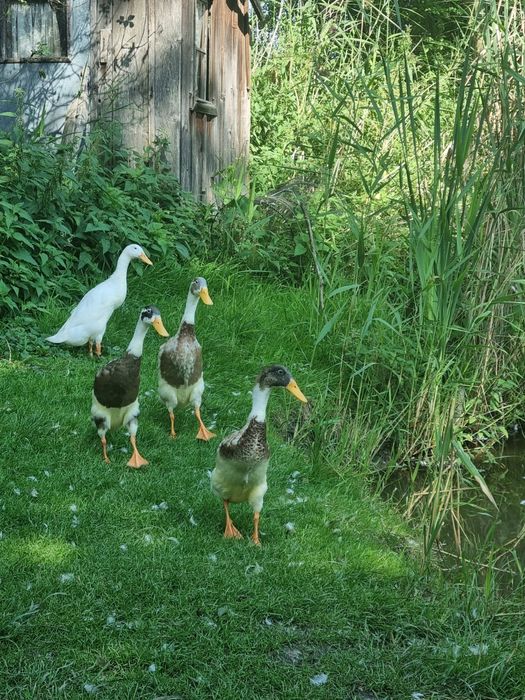Kaczki biegusy indyjskie
