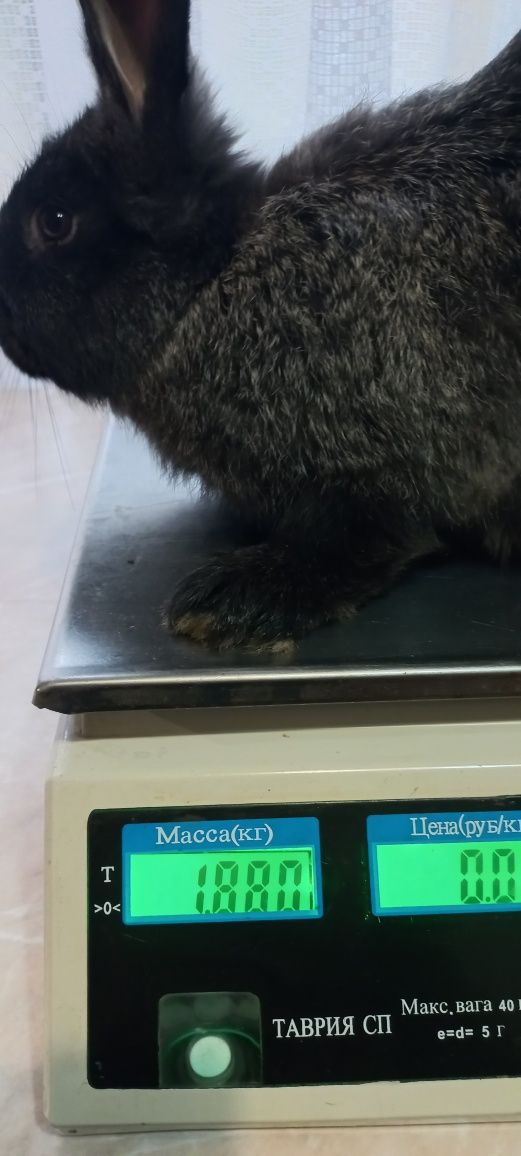 Продам кроликів .