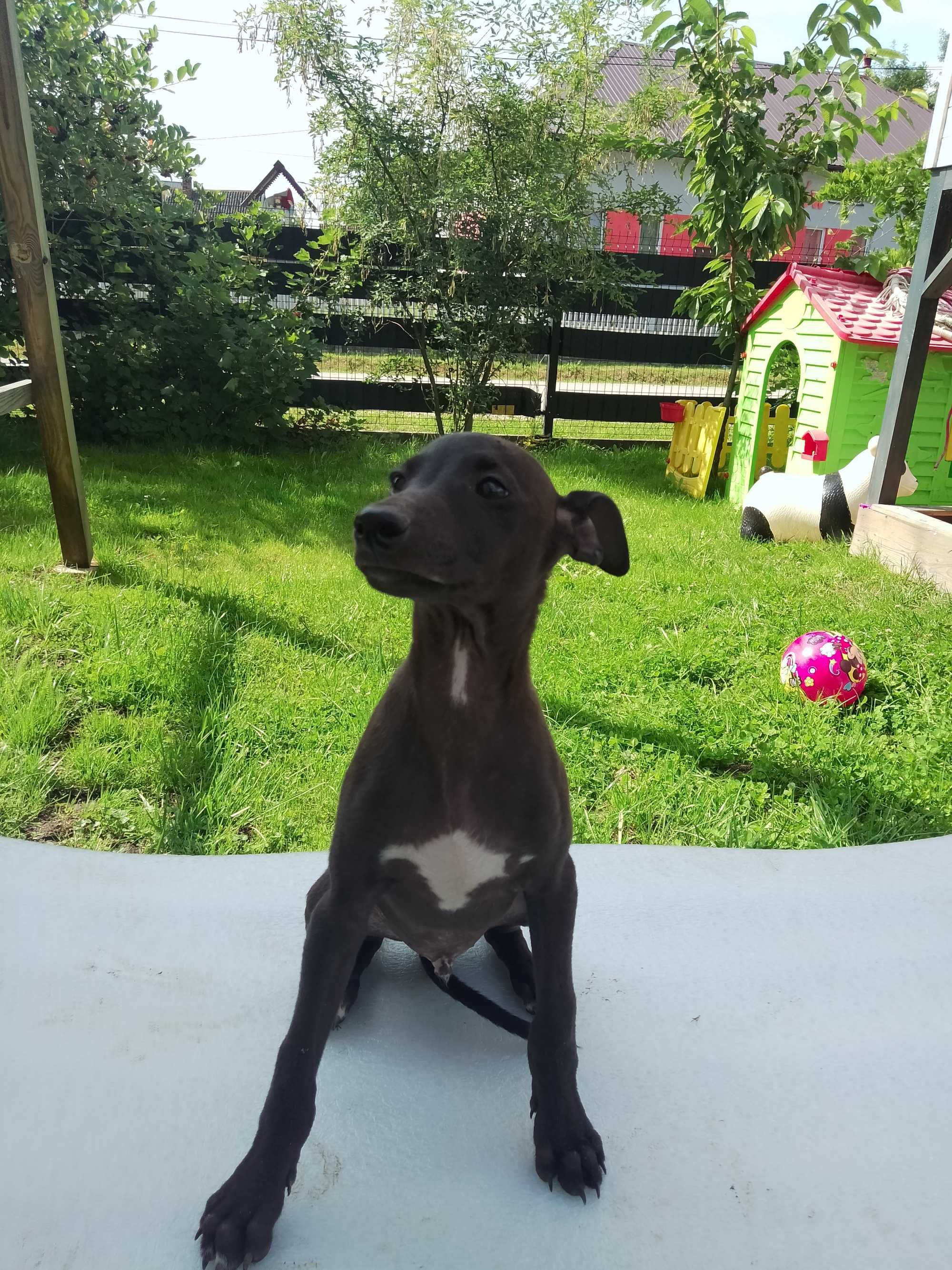 Chart Angielski Whippet