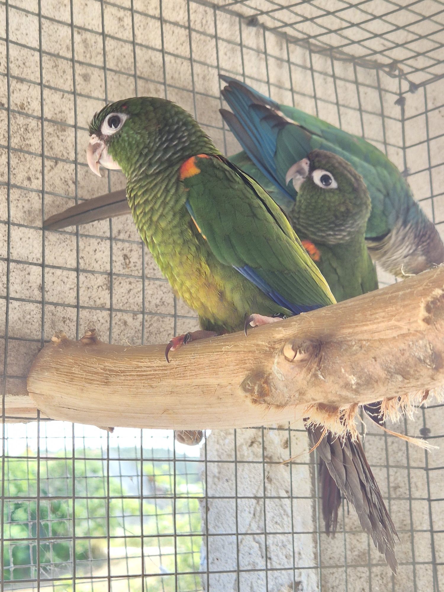 Pyrrhuras Egregias