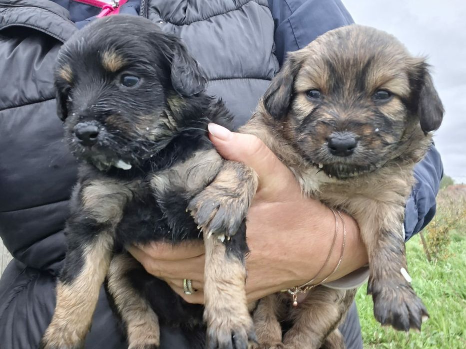 Pieski mieszance za darmo