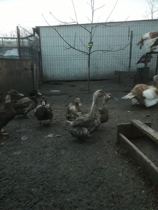 Jaja lęgowe kacze