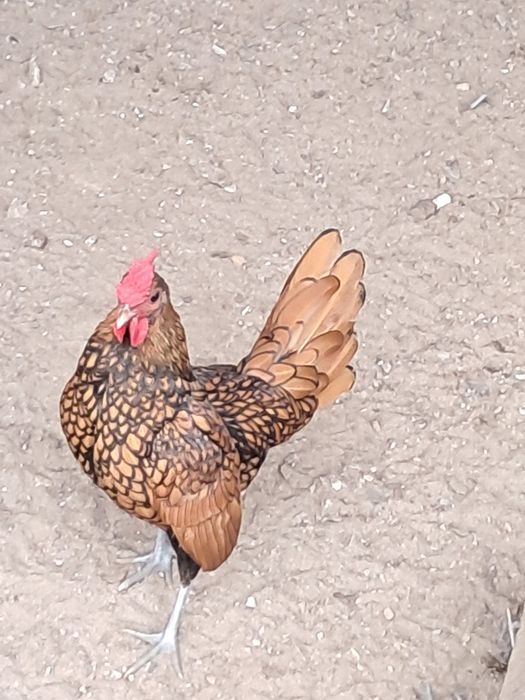 Zamienię koguty sebrytki ,silki czubatki ,ayam cemani