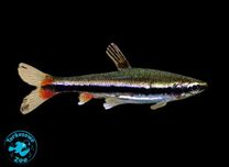 Rybka akwariowa Drobnoustek Beckforda 4cm, Sklep Akwa. Turkusowe Zoo