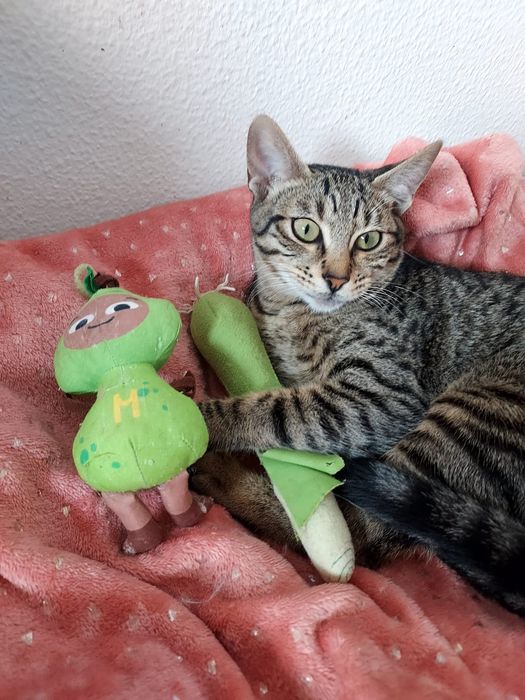Gatinha para adoção
