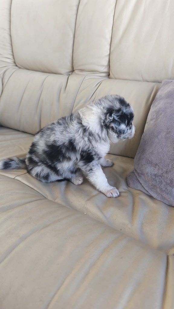 Border Collie macho Blue Merle