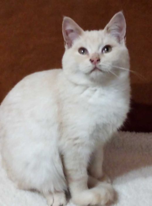 Шотландский Мутоновый котик,Золотой шиншилла