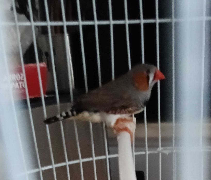 Tenho um Mandarim Macho