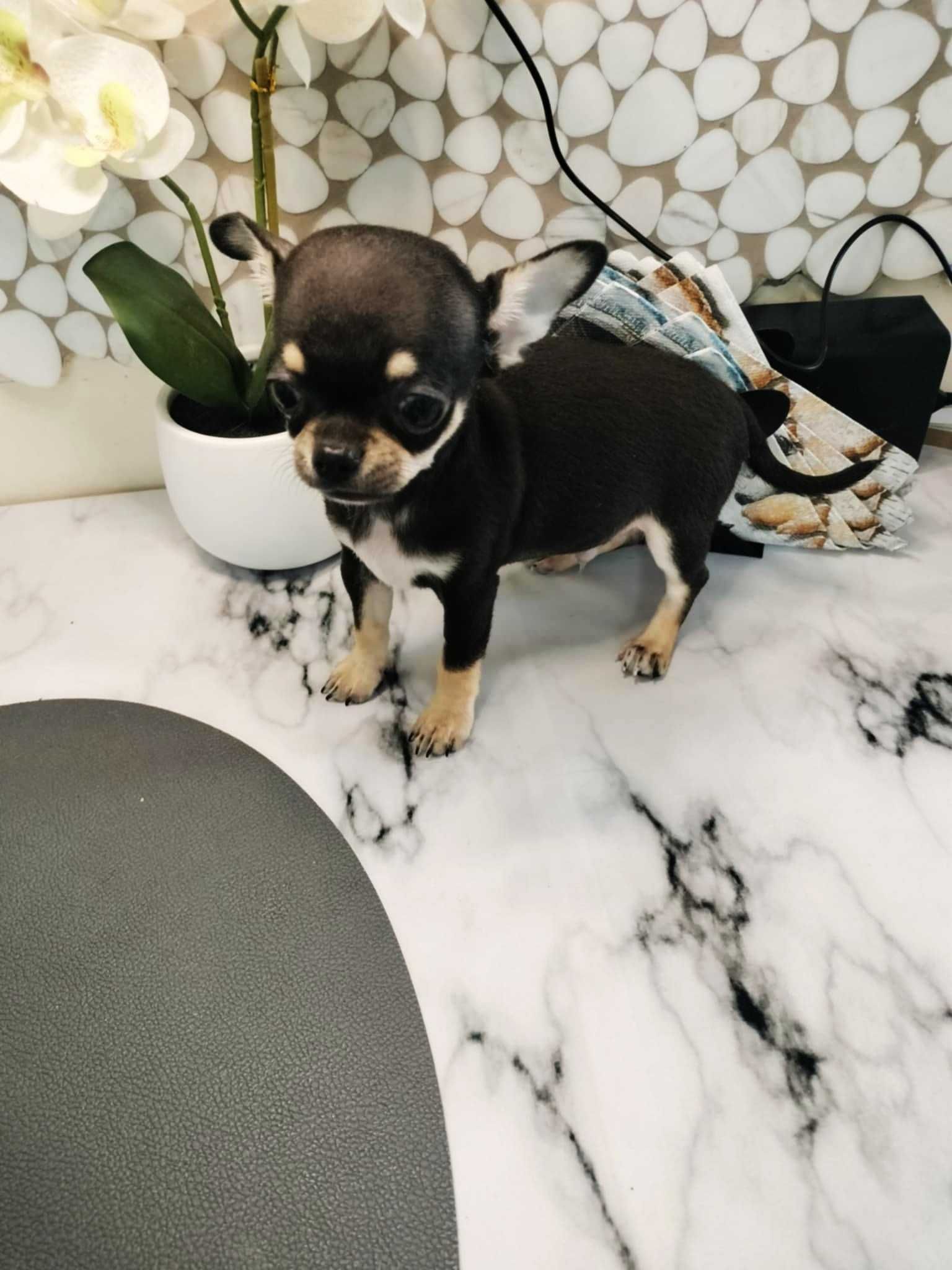 Mini XXS chłopczyk chihuahua  o wielkim sercu !!.