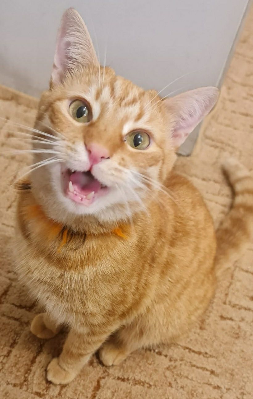 Kochany Dudi do adopcji