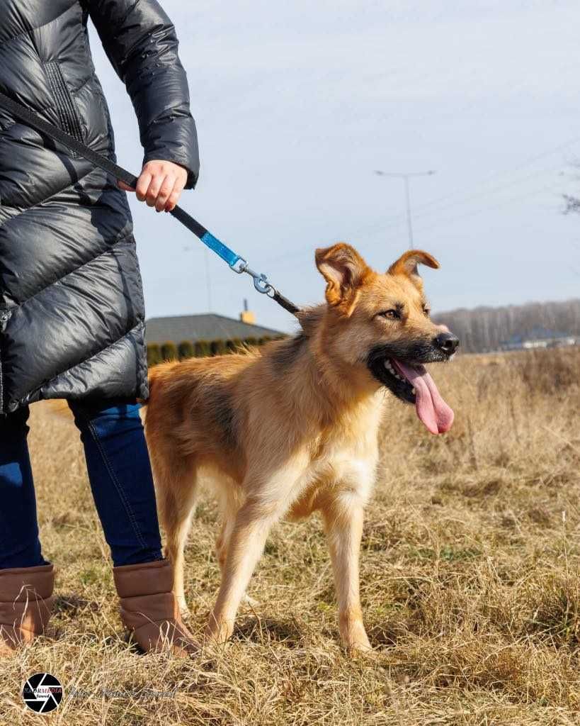 Wyjątkowy George o charakterze labradora szuka domu