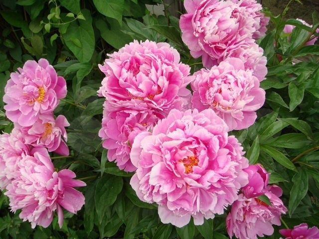 Саджанці сортових піонів