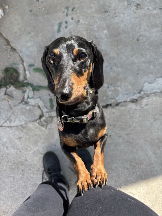 Pet sitter e Dog Walker com experiência