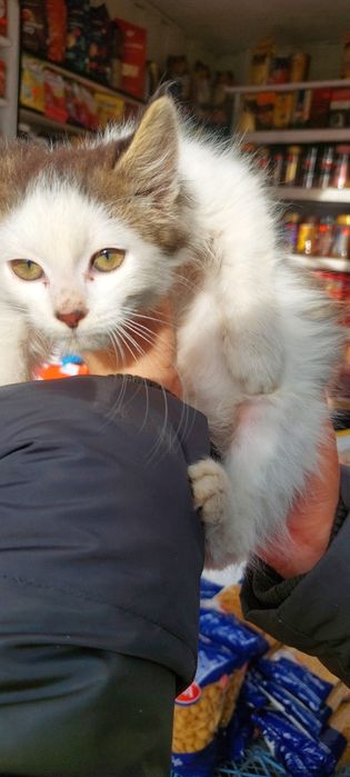 Кошеня у добрі руки