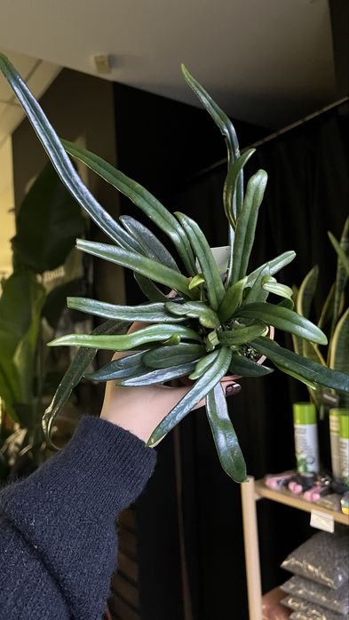 microsorum thailandicum колекційний з синім переливом