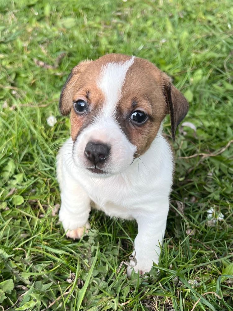 Sprzedam suczkę Jack Russell Terrier