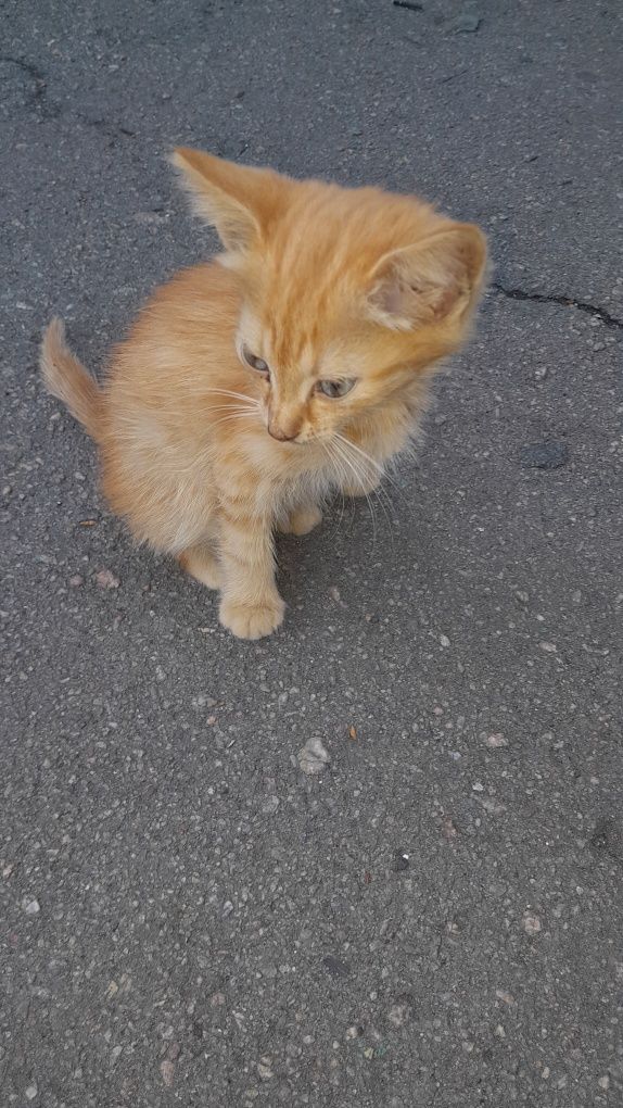 Рыжий котик ждёт своих будущих хозяевов и новый дом.
