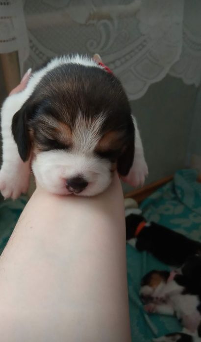 Бігль  КСУ Бронь