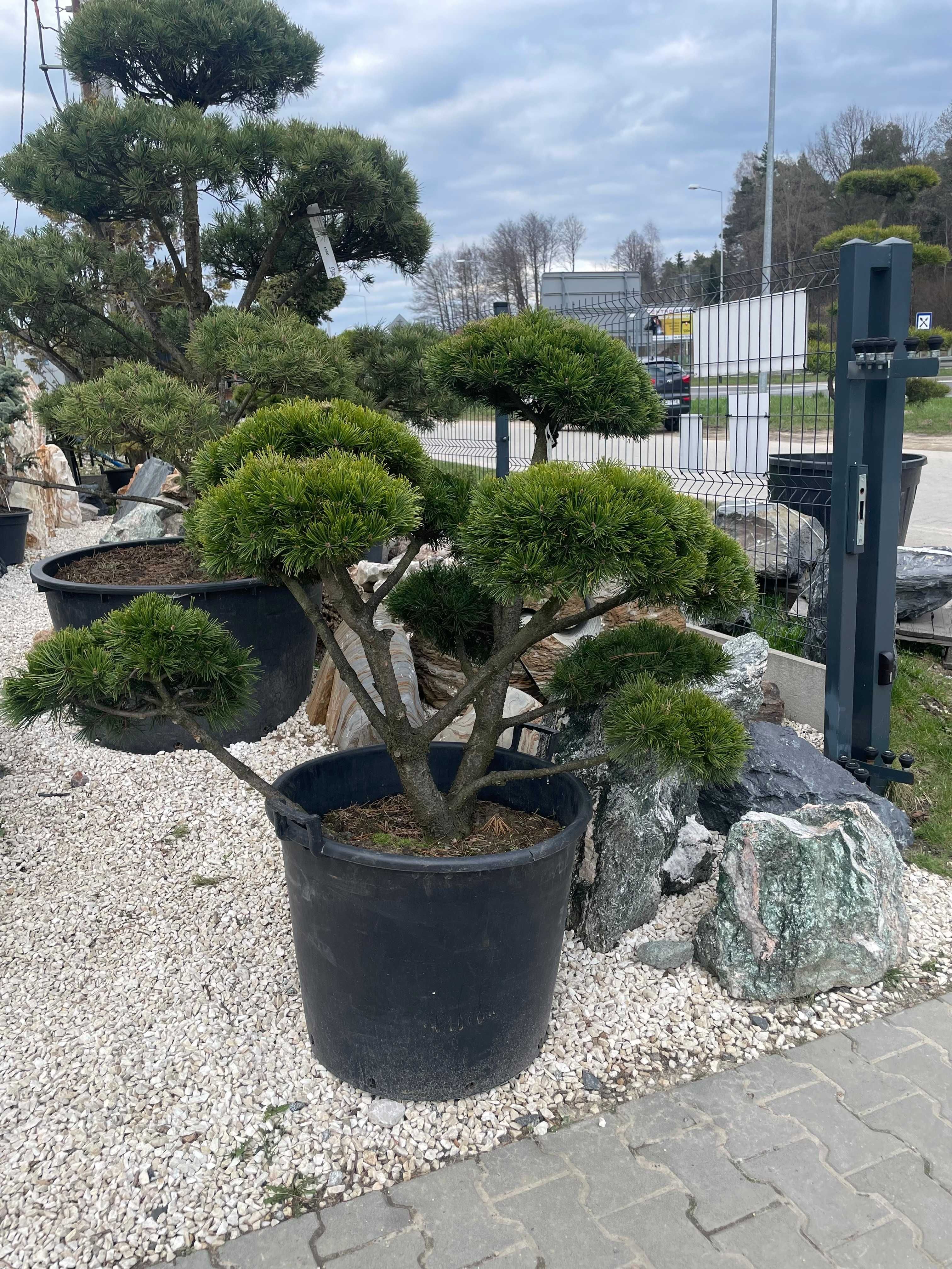 BONSAI Sosna pinus mugo Gnom / drzewa formowane / krzewy ozdobne