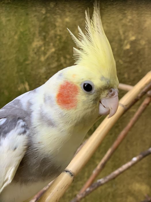 Vendo  caturras adultas e bebes