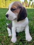 Suczka Beagle szczeniak