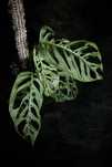 Monstera epipremnoides Esqueleto - dziurawa Monstera, piękne pnącze