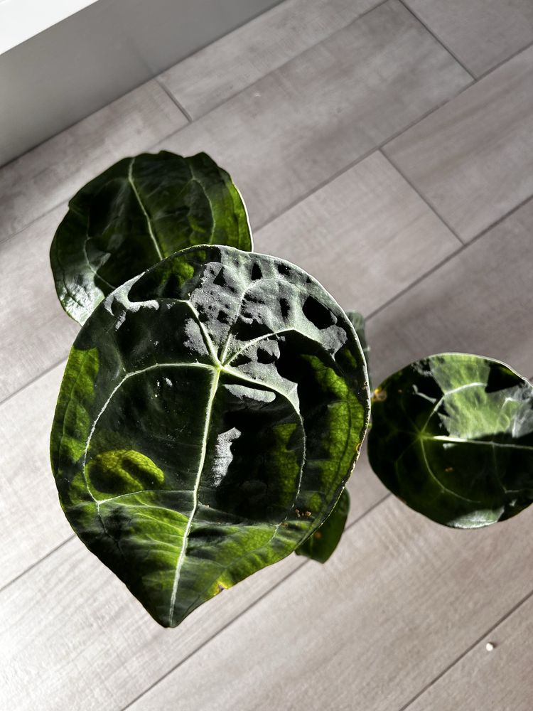 Anthurium Forgetti