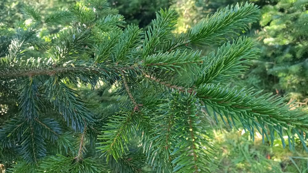 Gałęzie jodły kaukaskiej