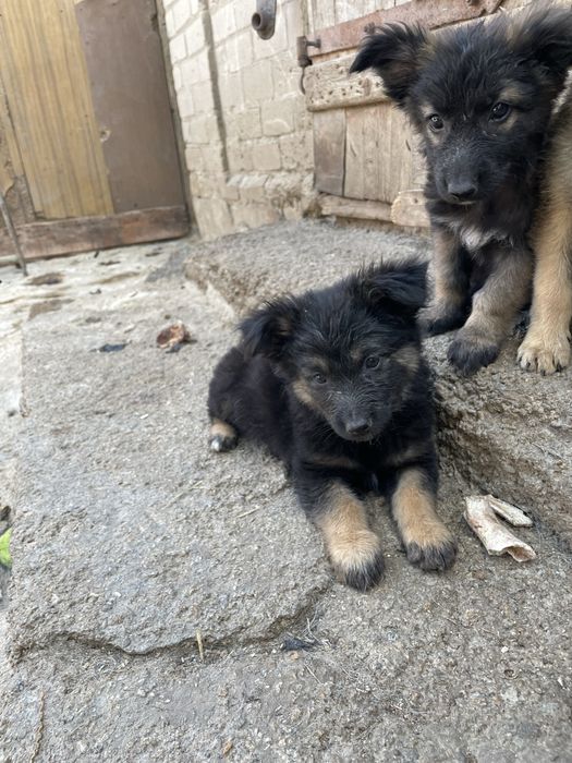 Віддам метісов  коргі в гарні руки