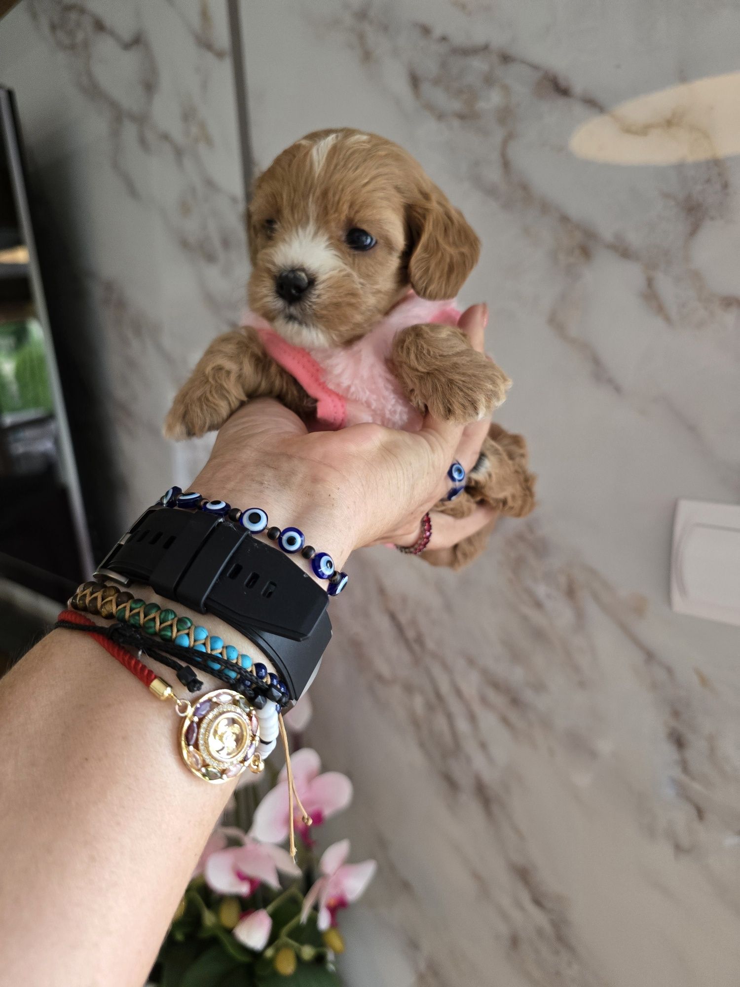 Maltipoo sunia śliczna