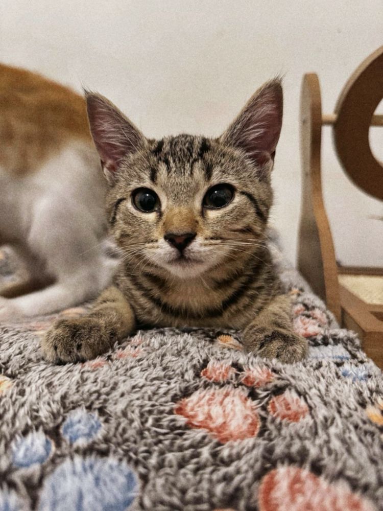 Кошеня Тіша шукає дім