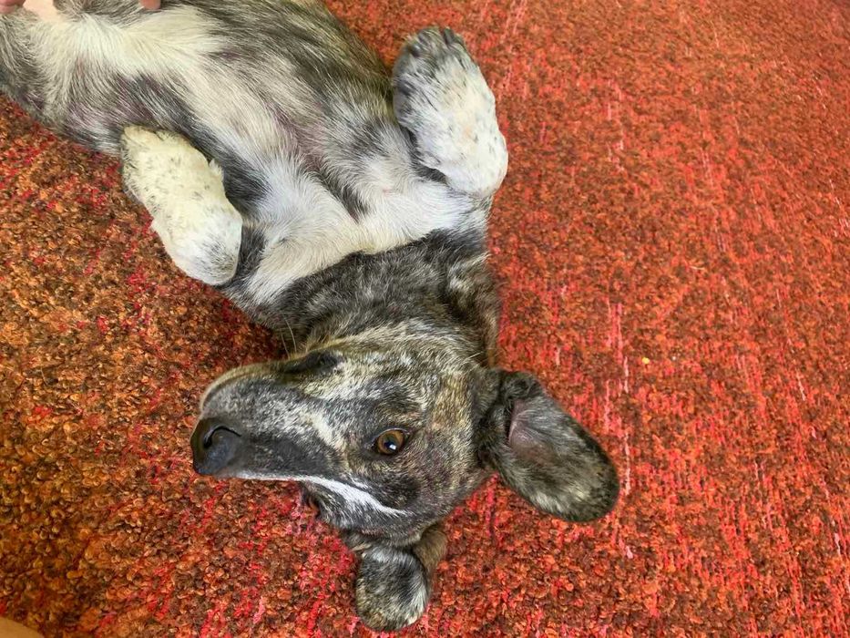 Стерилізована Рися в добрі руки