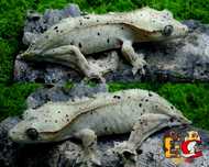 26. Gekon orzęsiony samica dalmatian Extreme Harlequin