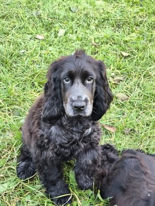 Cocker spaniel ang.samiec blue roan,już po szczepieniu na wściekliznę