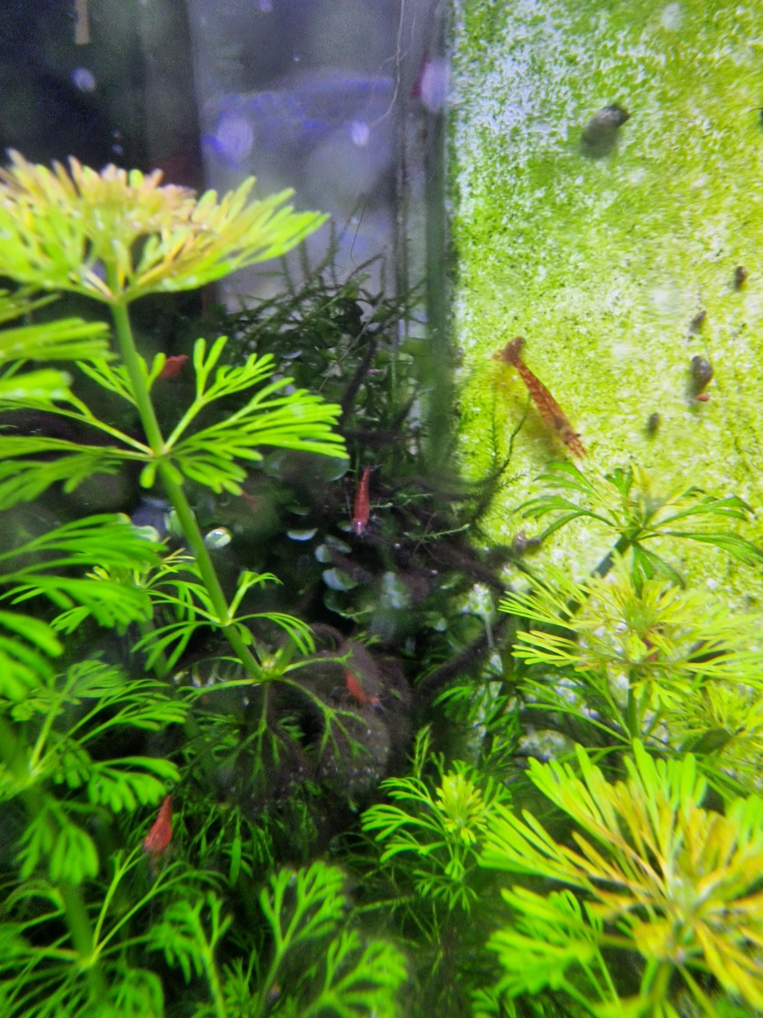 Camarões neocaridina