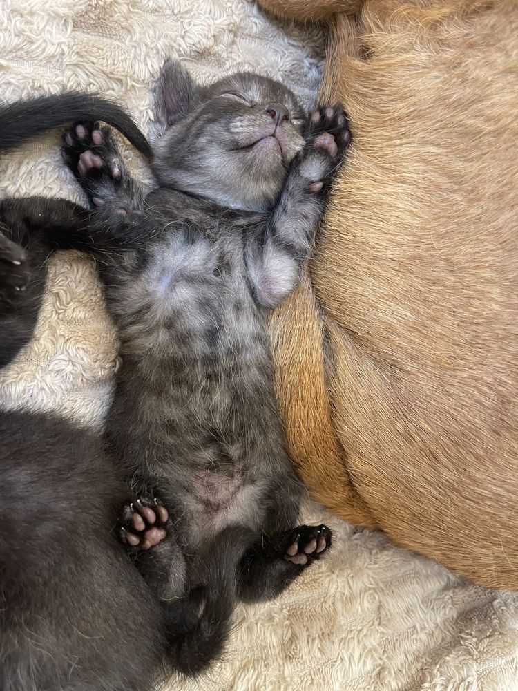 Котики 1,5 міс. 1 дівчинка і 3 хлопця. Полу британці