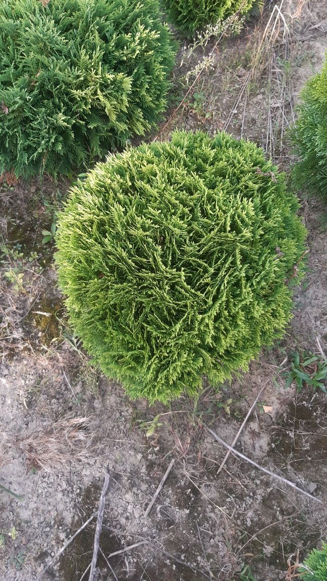 Thuja Danica, kula