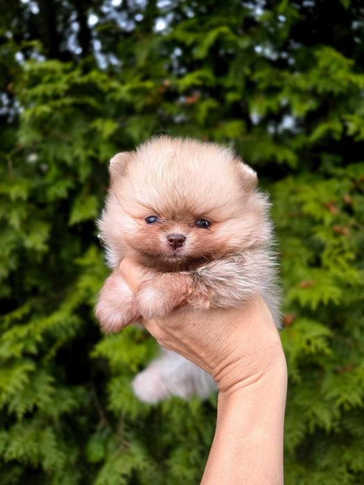 Niespotykany kolor czekolada/liliowy Pomeranian  ZKwP/FCI