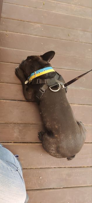 Шлейка для собак